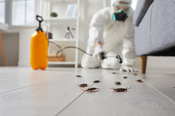 Commercial Kitchen Cockroach Control in Burlington